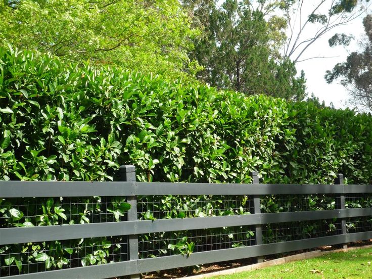 ogrodzenie ogrodowe z żywopłotu i siatki metalowej
