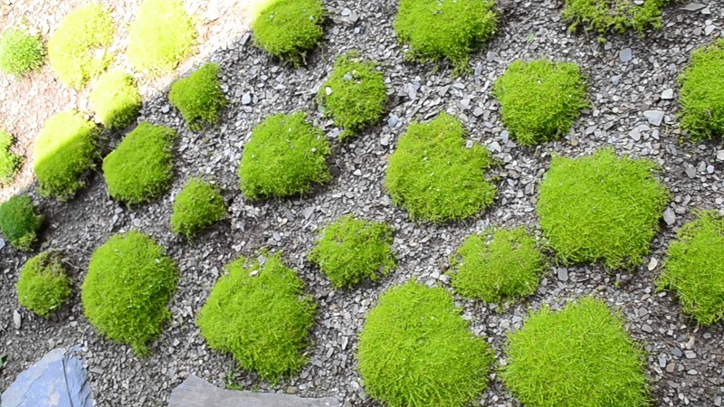 Karmnik ościsty – alternatywa dla przydomowego trawnika?