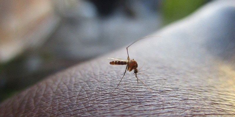 Repelent na owady. Jaki preparat na kleszcze i środek na komary wybrać?