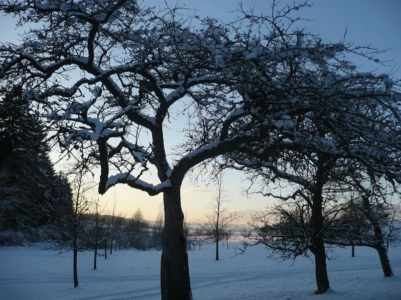 drzewa pokryte śniegiem