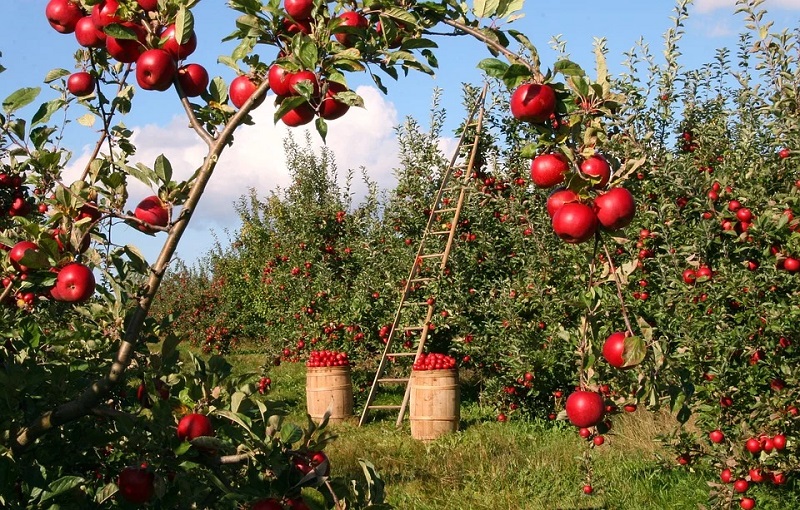 jabłonie w sadzie