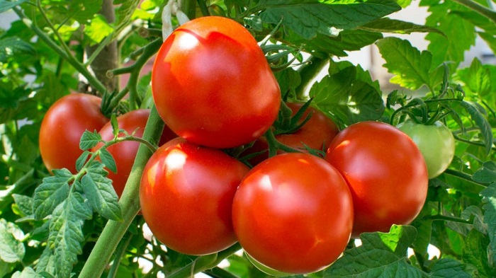 Nasiona pomidorów. Gdzie kupić? Kiedy siejemy pomidory?